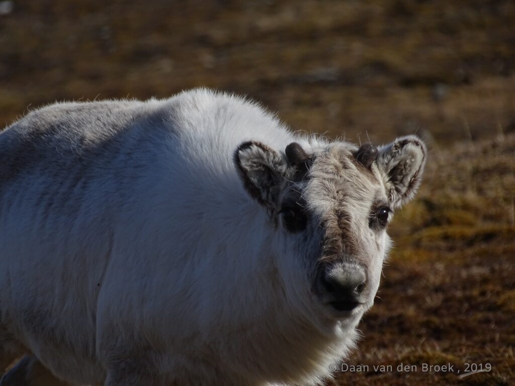 Svalbard in June - Svalbard Reindeer Calf